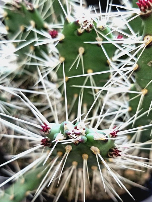 Rare Prickly Pear Alive Cactus Succulent  shrub miniature tree Long Strong Spikes - Slim Spiny Cactus Opuntia Consolea falcata