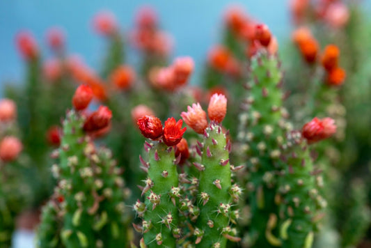 Desert Snow Pine Opuntia - Red Eve’s Pin Cactus Fuzzy Flowering Cactus - Starter Cactus Can Last for YEARS!