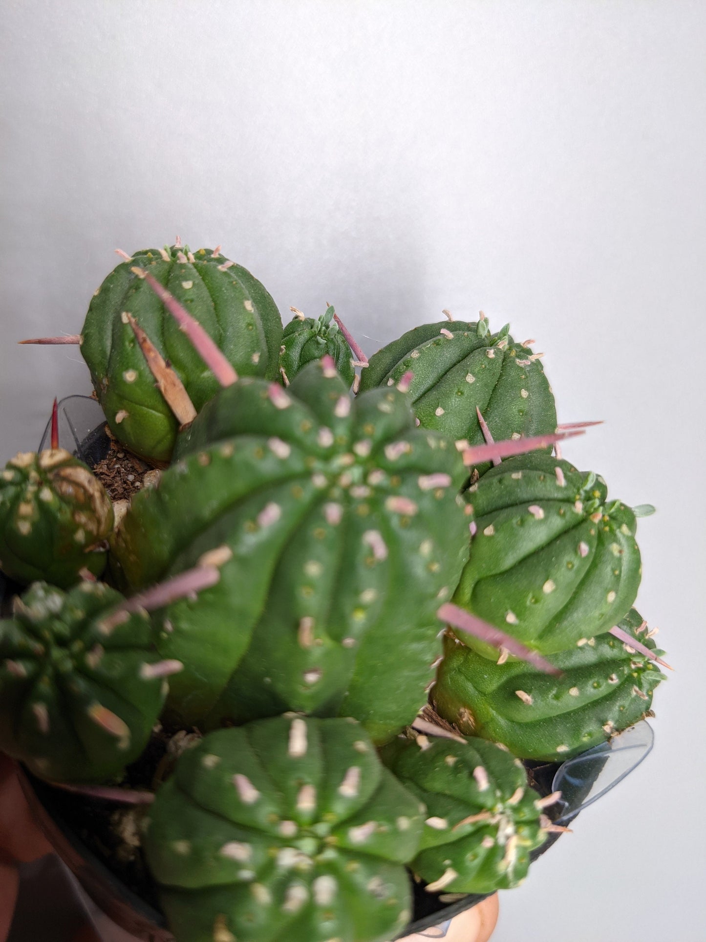 Euphorbia monstrose Euphorbia Obesa - Succulent Cactus Euphorbia Ball Obesa Clusters - Korean Import Succulent - euphorbiqa