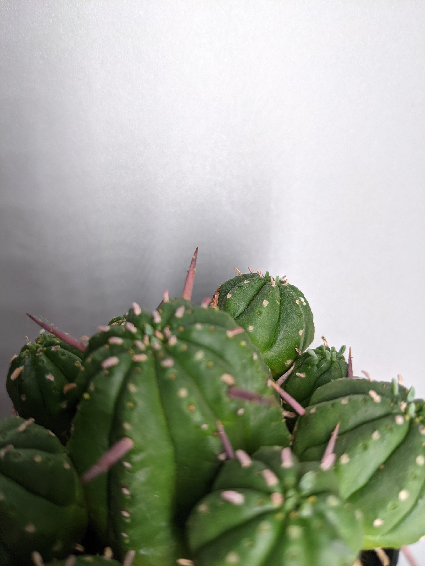 Euphorbia Ferox - Redish Purple Throns/Spikes - Cactus/Cacti/Succulent RARE!!!