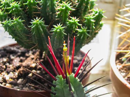 Euphorbia Ferox - Redish Purple Throns/Spikes - Cactus/Cacti/Succulent RARE!!!