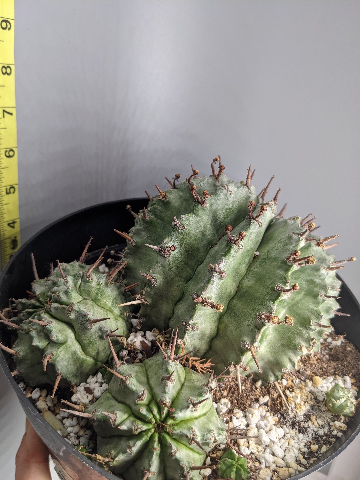 Major Hova RARE Succulent Cactus Euphoria horrida major nova Cactus Cacti Real Live Plant