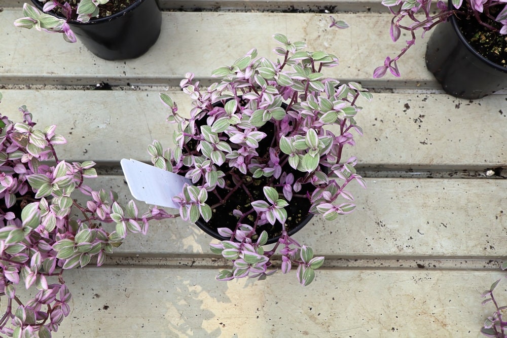 Pink Panther Callisia Repens Succulent Houseplant - Tradescantia Minima Variegated RARE Dwarf Miniature TriColor Wandering Jew