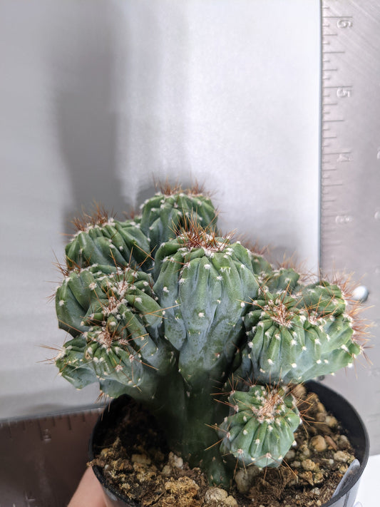 Ming Thing Crested Blue Cactus 4" Pot Size Crested RARE Cactus Living Plant