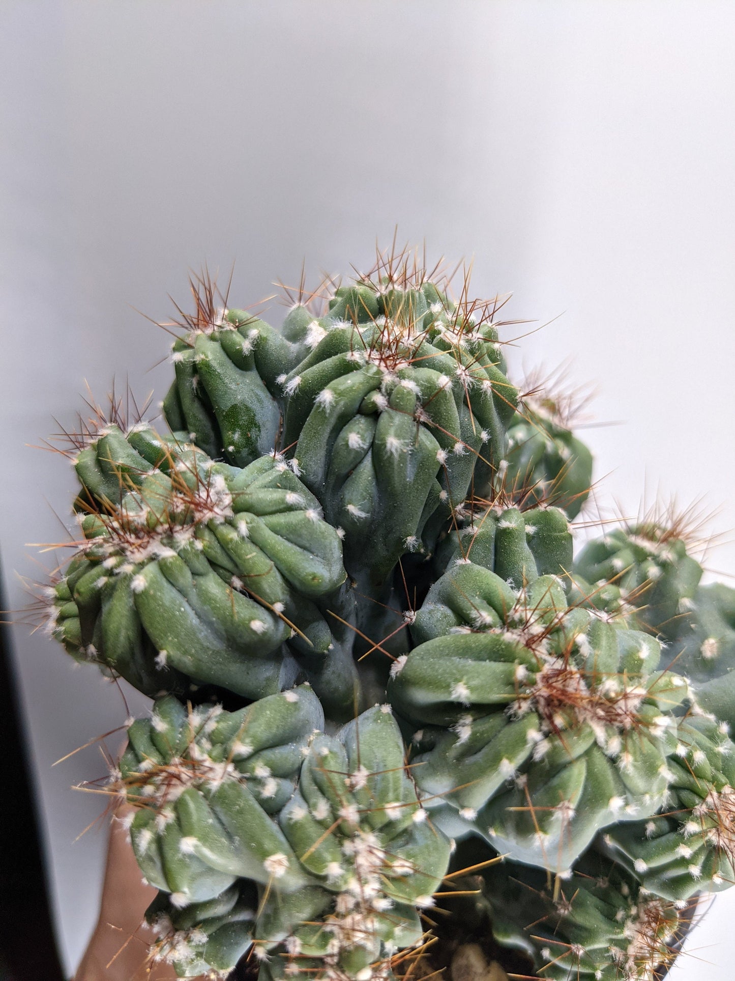 Ming Thing Crested RARE Cactus Alive NOT Grafted Fully Rooted! Crested Cacti Succulent Living Plant