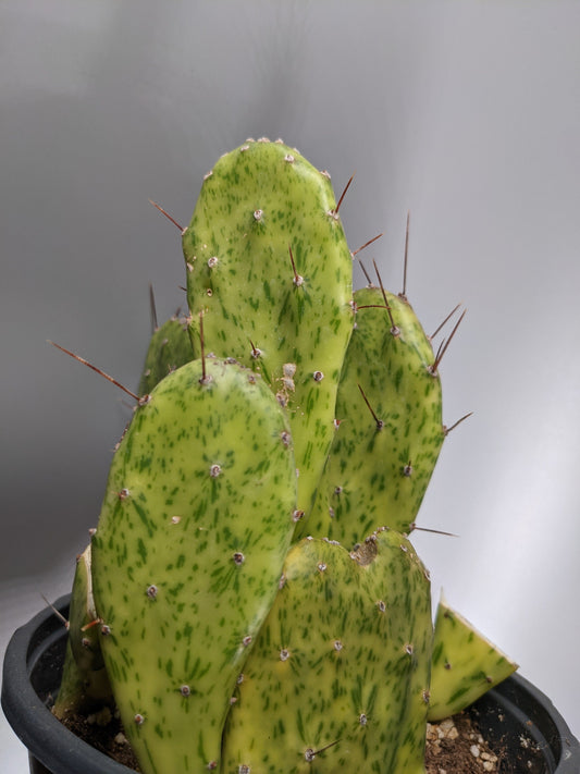 Sun Burst Nopales | Paddle Cactus or Josephs Coat | Variegated Cactus | Perakly Pear Cacti | Opuntia Sunburst