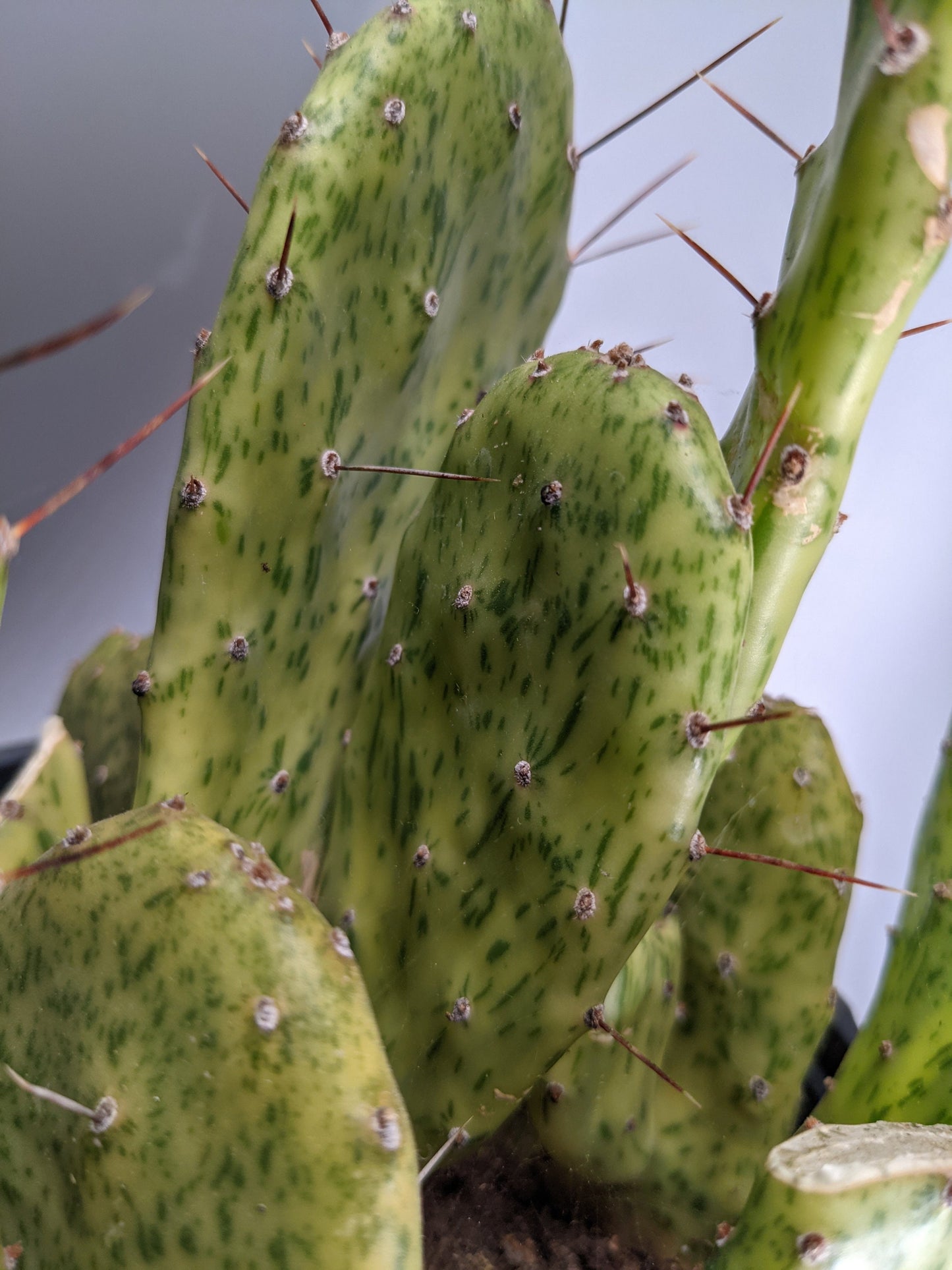Sun Burst Nopales | Paddle Cactus or Josephs Coat | Variegated Cactus | Perakly Pear Cacti | Opuntia Sunburst