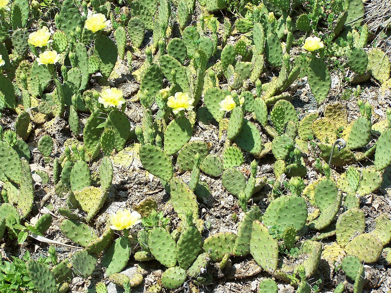 Devil's-tongue Cactus - Opuntia humifusa Eastern prickly pear - Indian fig - Great outdoor cactus nopales - Size Options