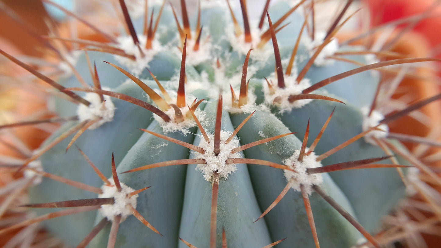 Blue Round Ball Cacti/Cactus - Melocactus Azureus