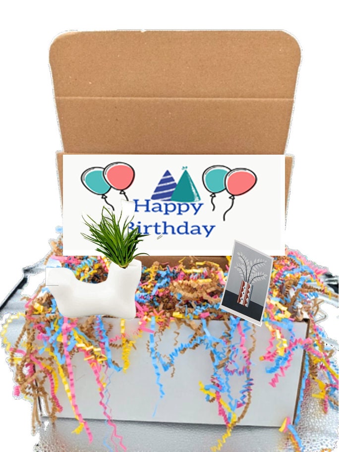 Air Plant Pot & Air Pot With Celebration Gift Box Theme Personal Message and Card Birthday Gift Box Live Plant and Pot