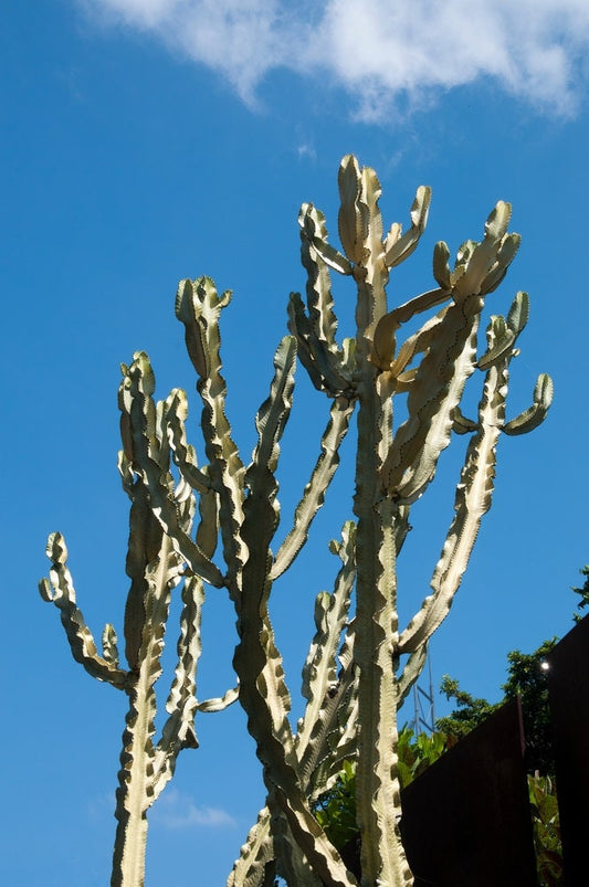 Variegated Ammak Candelabra | Euphorbia Ammak Variegata