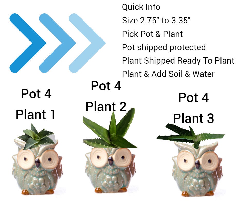 Owl Pots with Aloe Succulent Plants - 3 Aloe types and 6 Color Owl - Mom Gift Grandma Gifts Sisters Brothers