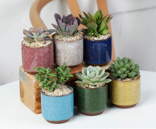 Aloe Plants With Pot Ceramic Ice Crack Plant Pot -Succulent Cactus Plant Pot Great Color- Home Garden Office Decoration Shelf Display Decor