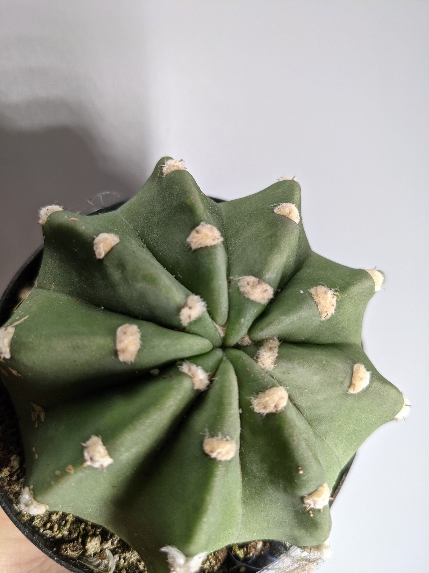 Domino Echinopsis Subdenudata Cactus Rare Succulent Cacti Live Plant - Easter Lily Cactus - Domino  Round Ball Size Choices