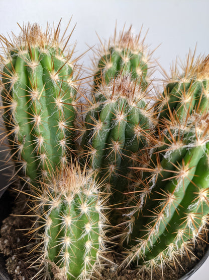 Flowering Outdoor Cactus - Brazilian Cactus - Outdoor Cactus/Cacti Likes heat and Sun