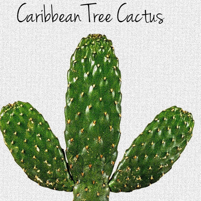 Caribbean Tree Cactus - Opuntia  Consolea Falcata - Cacti *Very Rare Next to Extinct Species* Size Options Plant