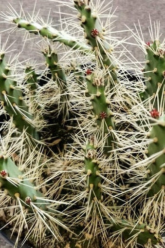 Rare Prickly Pear Alive Cactus Succulent  shrub miniature tree Long Strong Spikes - Slim Spiny Cactus Opuntia Consolea falcata
