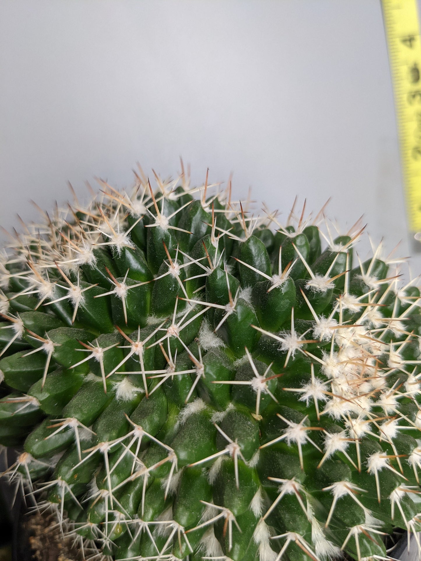 Silver Arrow Cactus -  Mammillaria Nejapensis - Ball Arrow Cactus Succulent - Living Cacti Plant