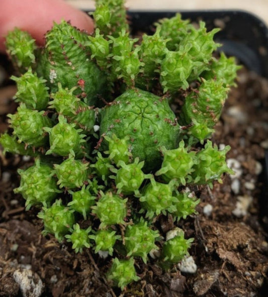 Euphorbia Obesa Miniature Tiny Small Cactus Succulent Euphorbia Ball Cluster Cactus/Succulent