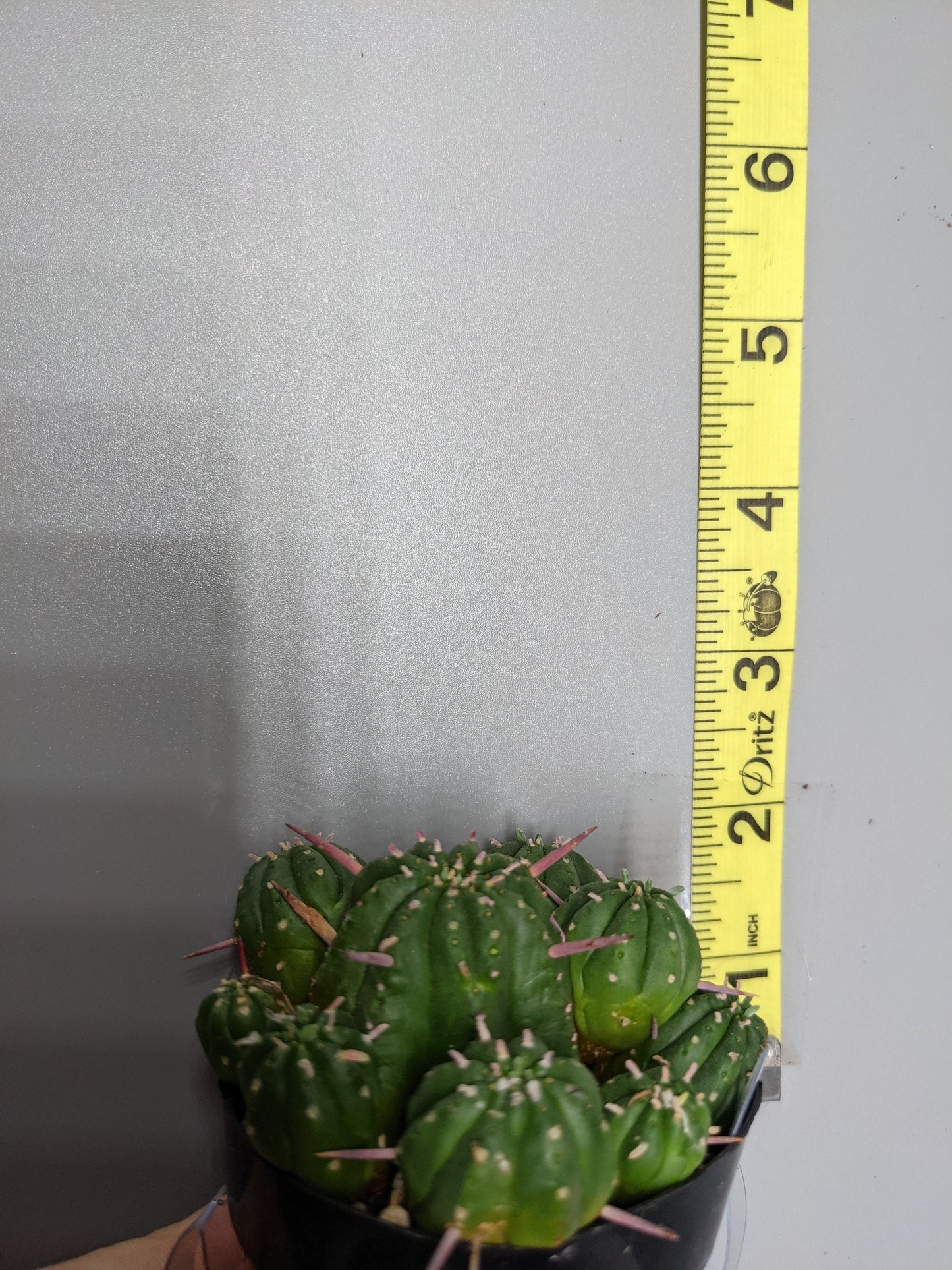Euphorbia Obesa - Ball Succulent Cactus Euphorbia Obesa Clusters