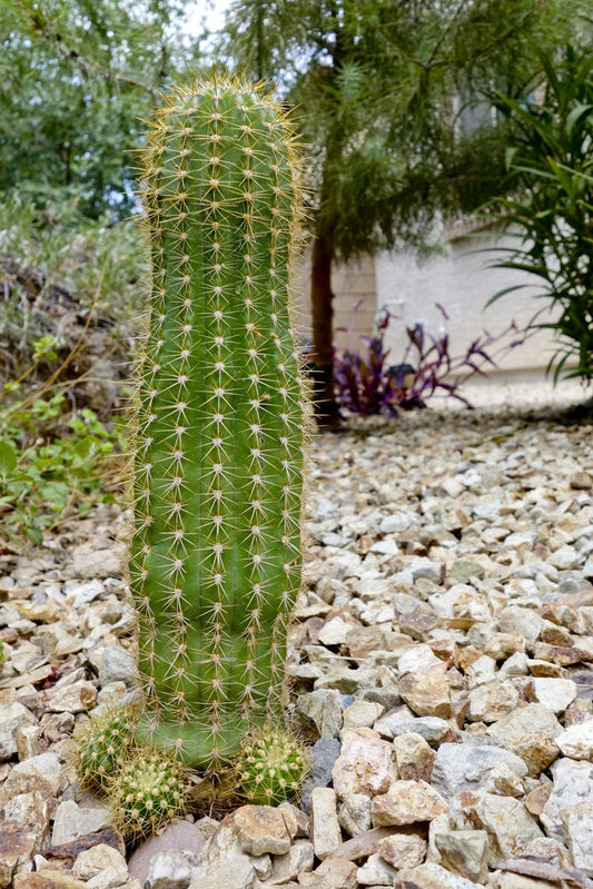 Trichocereus grandiflorus hybrid “Torch Cactus” - Great Outdoor Cactus - Cactus With Flowers Baby Cacti/Cactus Stater Plant