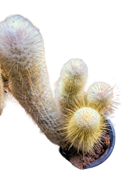 Micranthocereus Rare Cactus - Hairy Lager Yellow Spikes