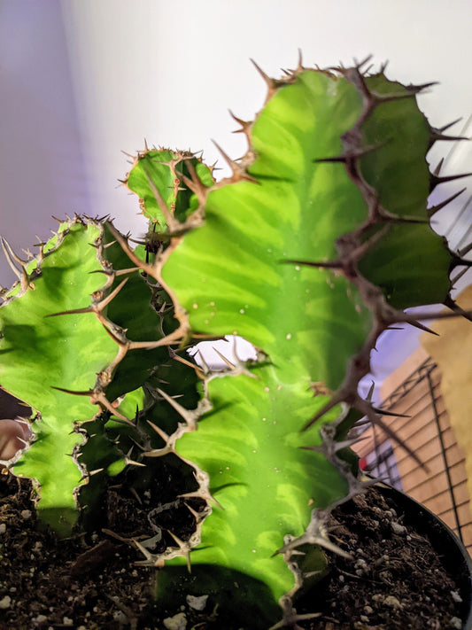 Zig Zag Cactus - Euphorbia Grandialata Pseudocactus Hybrid - Cactus Succulent Size Options  - Euphorbia Variegated Cactus Plant