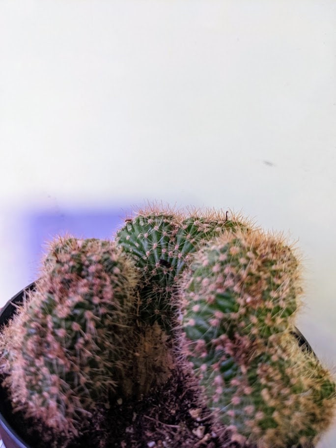 Rare Cactus Crested Uncommon Plant Stenocereus hollianus cristata - Stenocereus cactus crested cacti