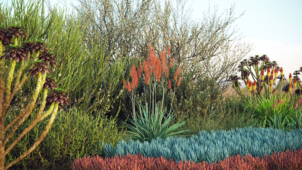 Blue Elf Aloe - Outdoor Plant Aloe - Easy Care Aloe Blue Elf - Drought tolerant plants Succulents - Yard Outdoor California Aloe Blue Boy