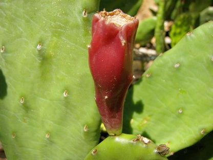 Devil's-tongue Cactus - Opuntia humifusa Eastern prickly pear - Indian fig - Great outdoor cactus nopales - Size Options