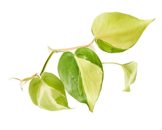 Leaf Cuttings Brazil Philodendron Cordatum Variegated Indoor Houseplant Vining Tropical House Plant