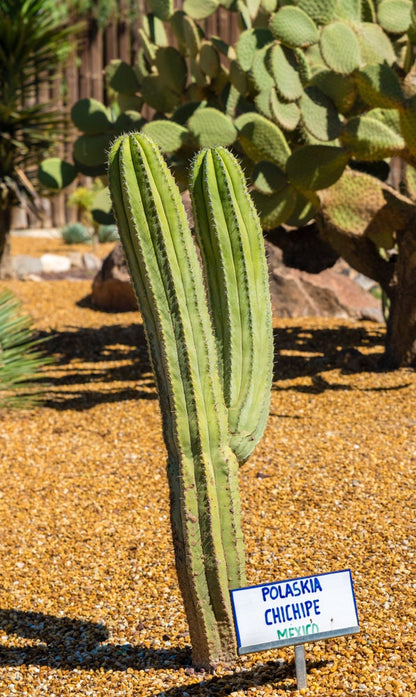 Polaskia chichipe Cacti - Starter Plant - When Mature Flowering Cactus Large Outdoor Cacti