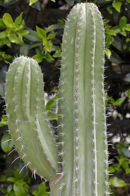 Polaskia chichipe Cacti - Starter Plant - When Mature Flowering Cactus Large Outdoor Cacti