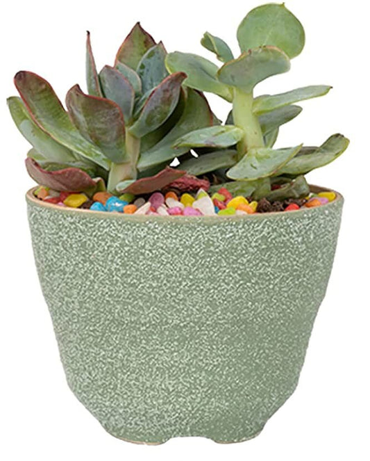 Colorful & Fun Indoor Textured Plant Pots 3.6 x 2.7 - Indoor Forested Green Decor plant pot living plants
