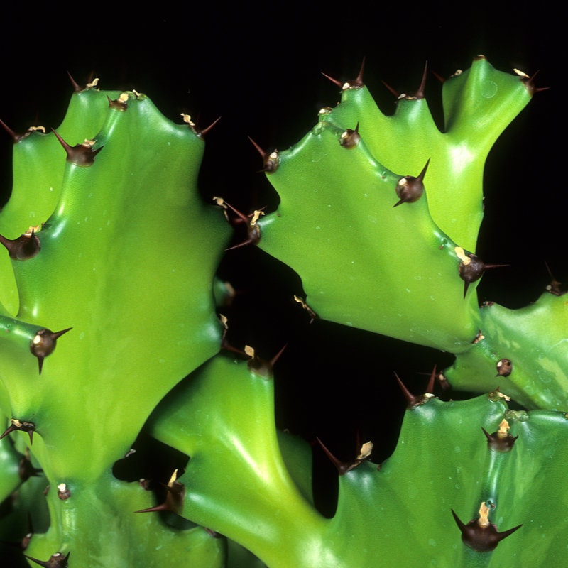 Amazing Cacti Grows Into Tree Euphorbia of the Ancients Cactus/Succulent Malayan Euphorbia Tree Spurge
