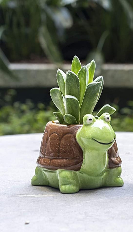 Turtle Tortoise Succulent Plant Pot - Cute Fun Playful Pot, Free Bonus Gift !