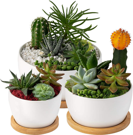 Succulent Plant Pots - Cactus Succulent Arrangements - White Minimalist Modern Pot Décor - indoor plant pot container