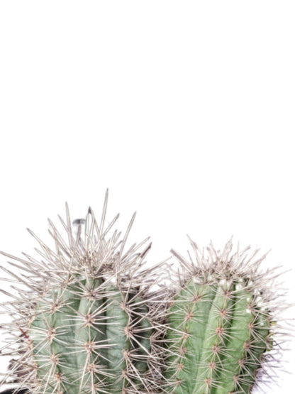 Outdoor Cactus False Saguaro  - Mexican Cardon Cactus - Elephant Cactus Plant ,  about 6 tall