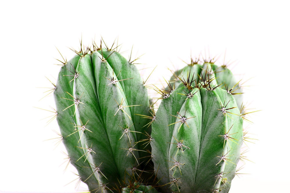 Polaskia chichipe Cactus Starter Chichipe - Mexican Cactus