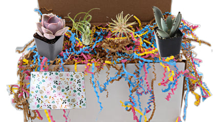 Plant Gift Box - 2 Succulents Living Plants 2 Air Plants Gift Box for friends family partners co-workers