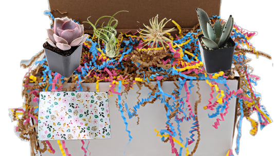 Plant Gift Box - 2 Succulents Living Plants 2 Air Plants Gift Box for friends family partners co-workers