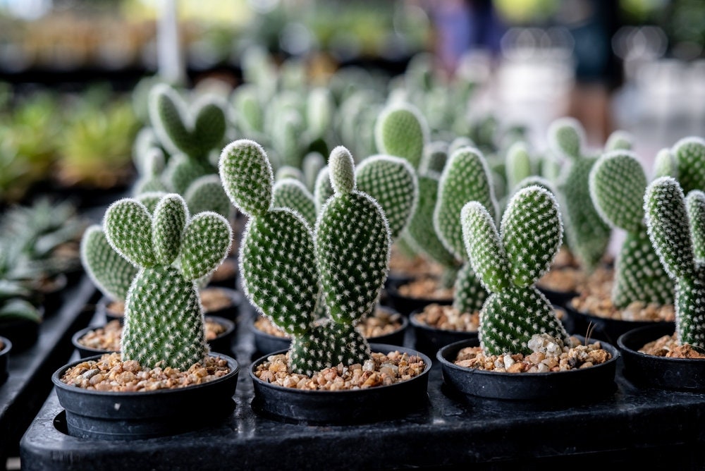 White Angel Wing Cactus -White Bunny Ear Cactus. Soft Lovable Cactus Cute Cacti - Size Options -Opuntia microdasys var. albospina perky pear
