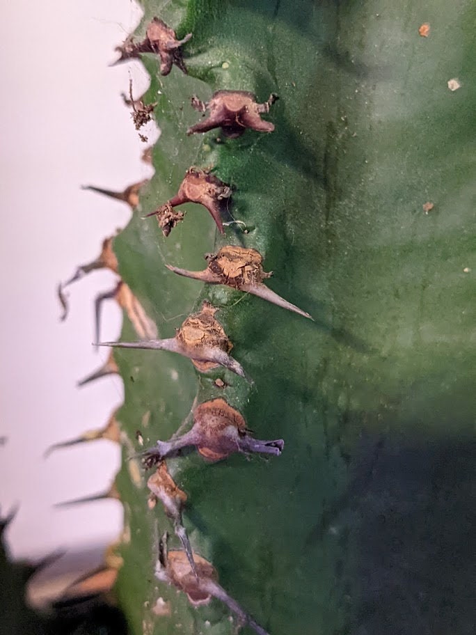 Euphorbia Ingens Candelabra Chocolate Drop, - Euphorbia  Cactus Succulent Colum Cacti