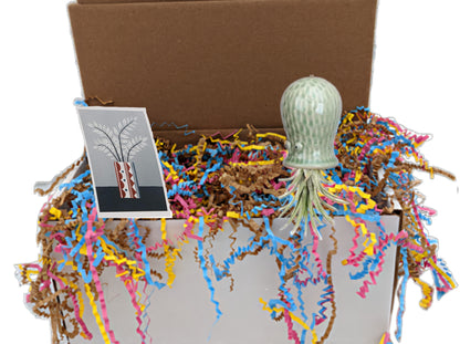 Air Plant Birthday Gift Box Octopus Air Plant Hanger-  Alive Gift Plant Succulent Air Plant Gift Box