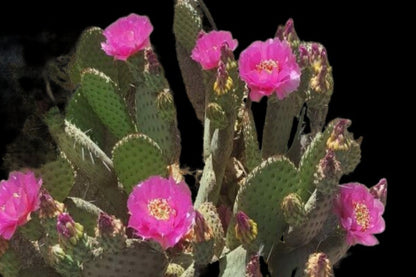 Coombe's Winter Glow Cactus - Opuntia aurea - Outdoor Golden prickly pear Cactus - thornless beaver-tail pads - Cactus Flowering