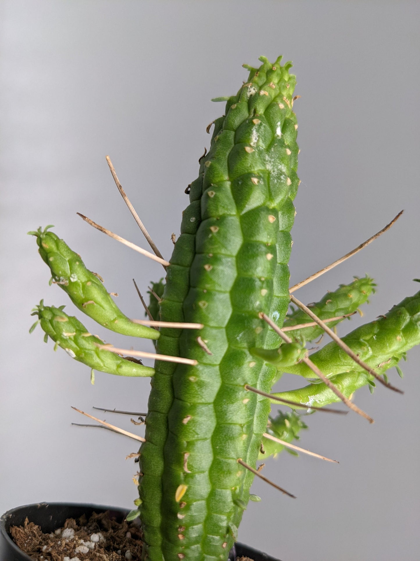 Corncob Cactus - Corncob Euphorbia - Corn Cob Plant Euphorbia Mammillaris ‘Indian Corn Cob’ Euphorbia
