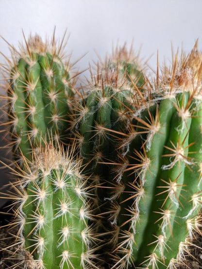 Xique-xique Cactus Pilosocereus Gounellei - Cactus Succulent Live Plant -  Easy Care Living Cactus - RARE LOOK  Get Whats in Pictures!