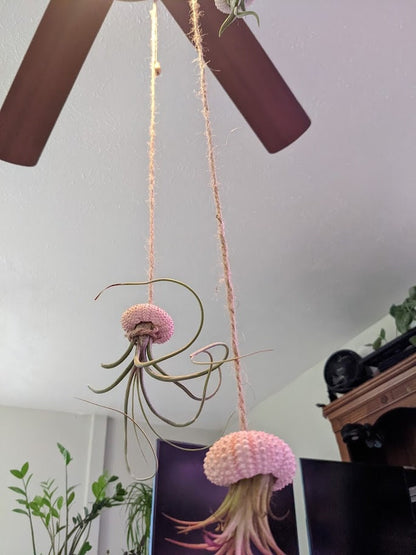3 Jelly Fish Air Plant Hangers - Gifts for her him mom dad - Air Plant Pot & Air Plants for sell