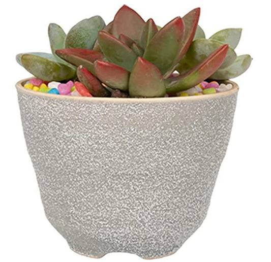 Textured Gray Indoor Plant Pots 3.6 x 2.7 - Makes great succulent/cactus/aloe plant display great indoor planter pot