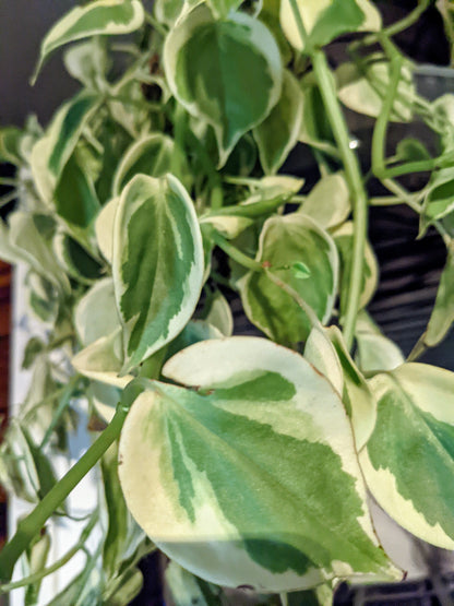 Cupid Peperomia Scandens Variegated - Easy Care Low Light Cupid Peperomia  Scandens - Indoor House Plant Alive